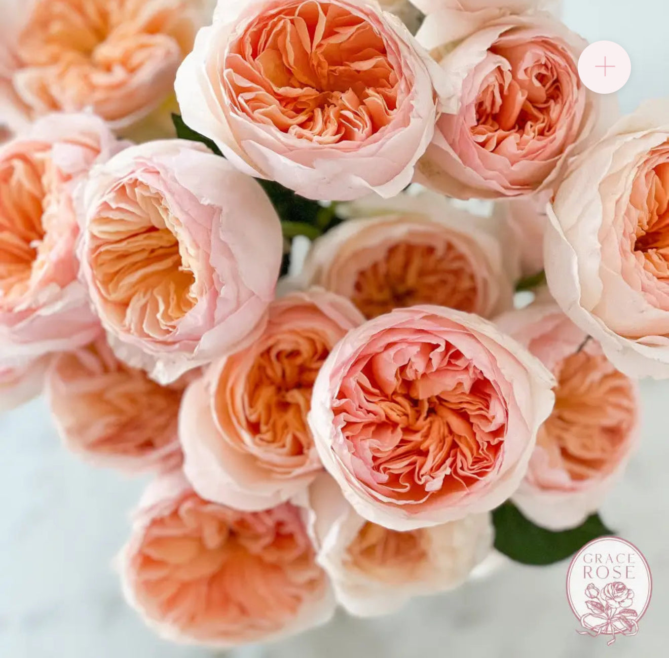 Julliete Garden Rose