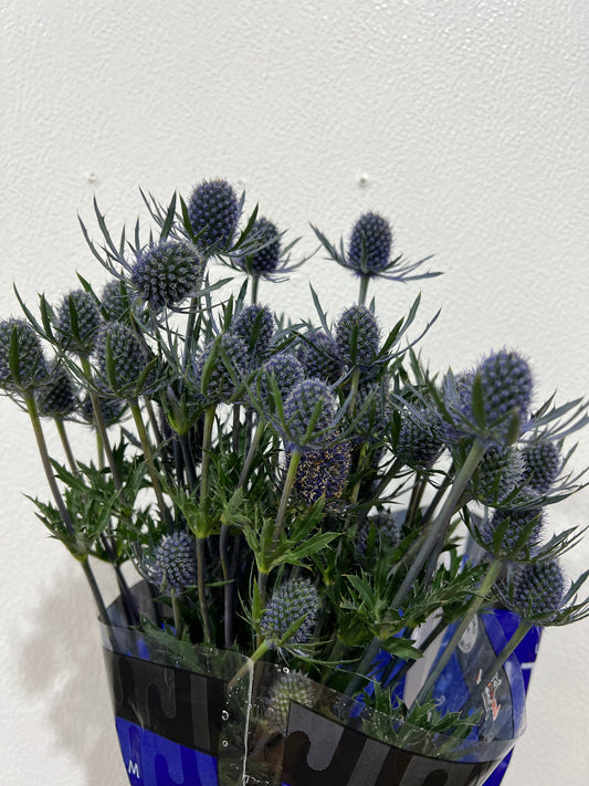 Blue Thistle