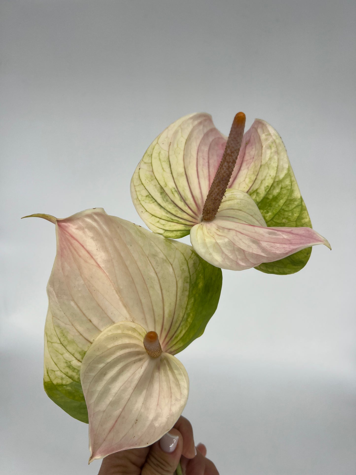 Anthurium