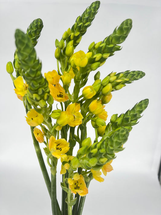 Star of Bethlehem