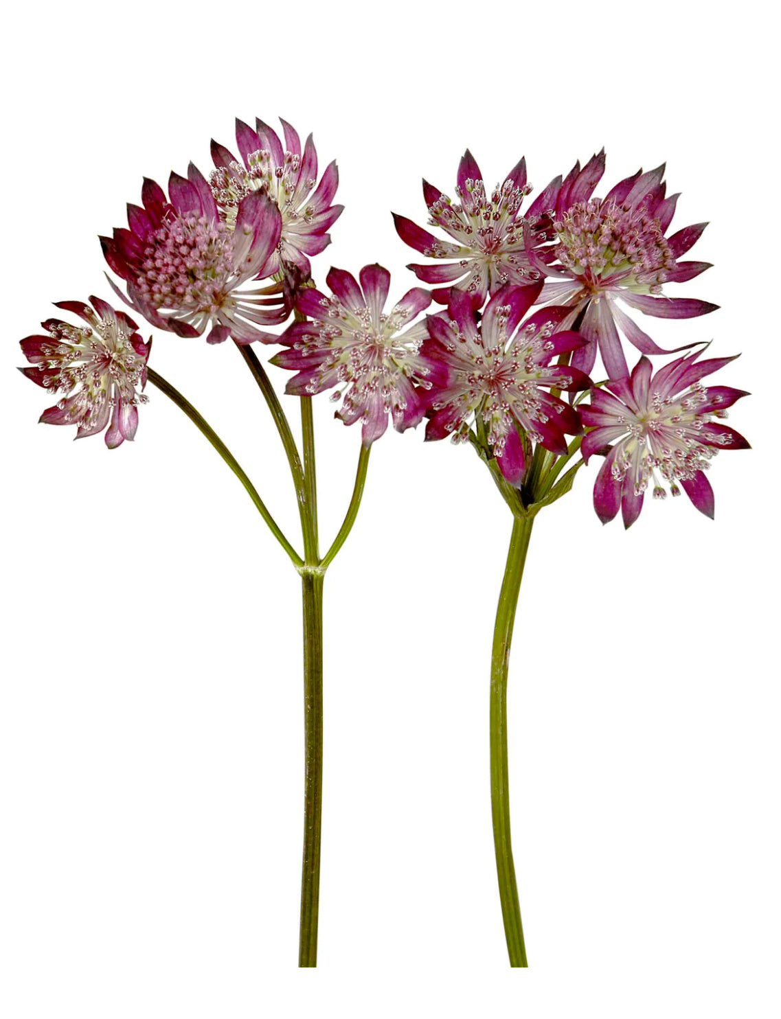 Pink Astrantia