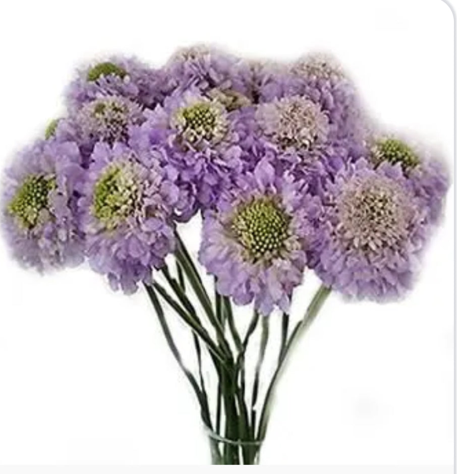 Scabiosa