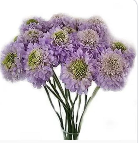 Scabiosa
