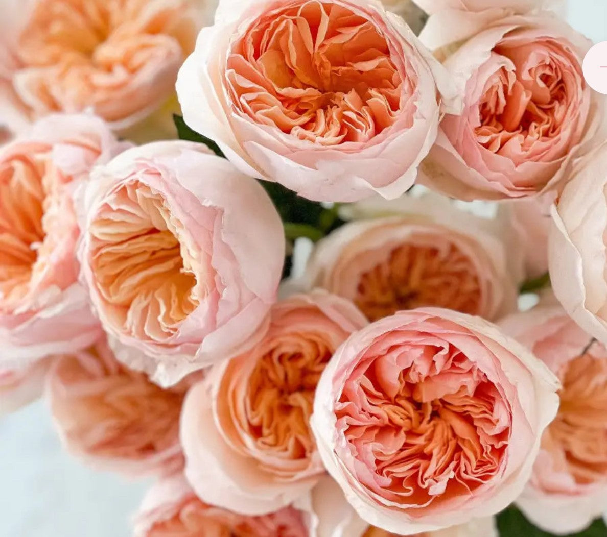 Juliette Garden Rose