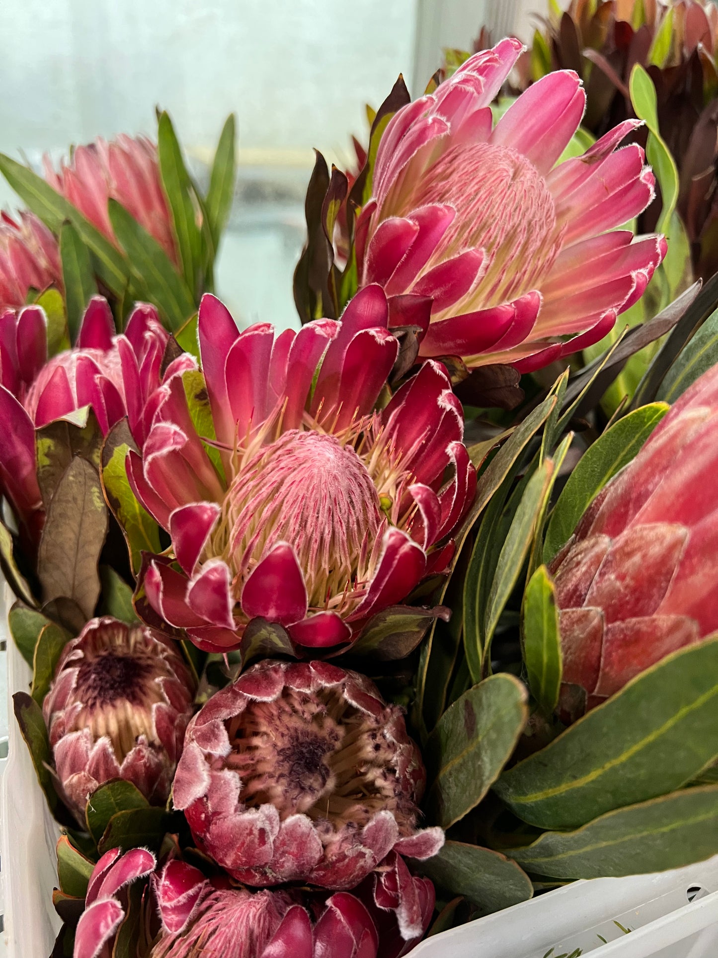 Pink Protea