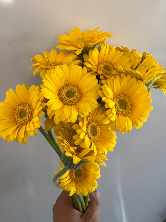 daisy
